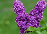 开云APP-赛道与绿茵场，当F1引擎轰鸣遇见红黑军团狂喜