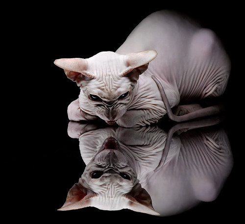 非洲雄狮掀翻北欧海盗，基耶萨的战术魔法如何让几内亚创造历史