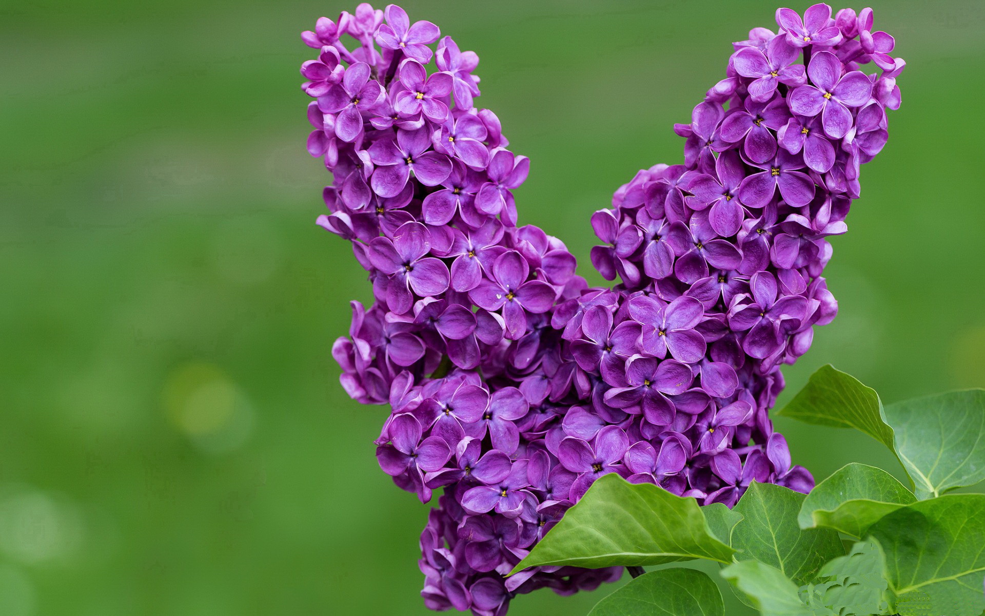 赛道与绿茵场,当F1引擎轰鸣遇见红黑军团狂喜